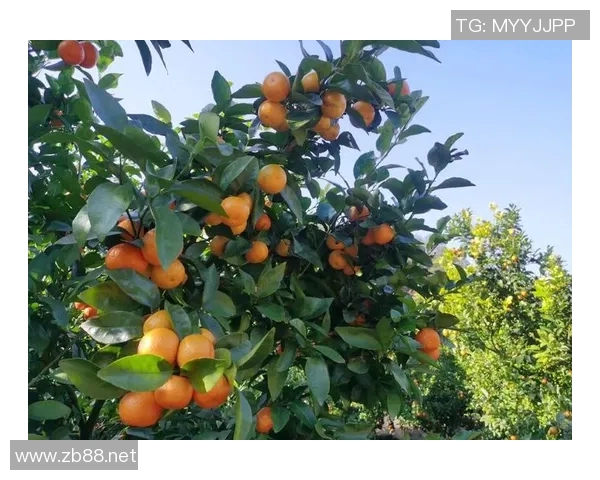 秋意渐浓，走进果园采摘季节，品味大自然的甜美馈赠与丰收喜悦